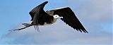 Magnificent Frigatebird